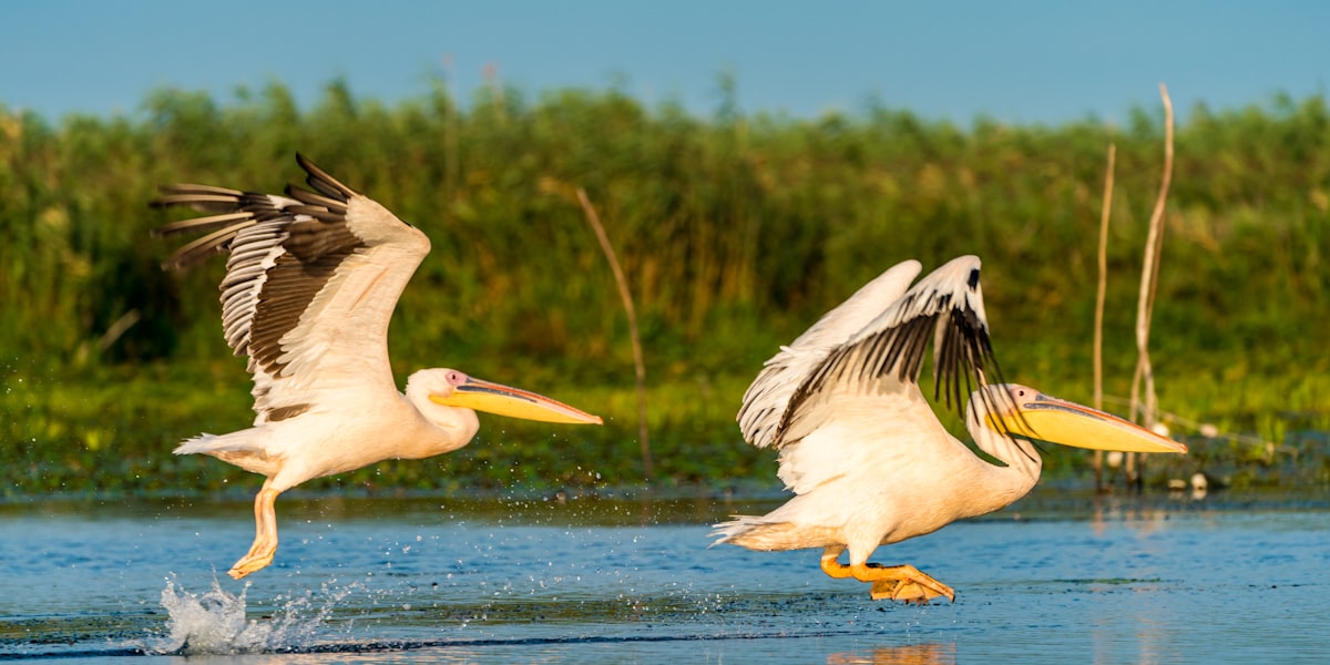 Pelicans, Danube Delta